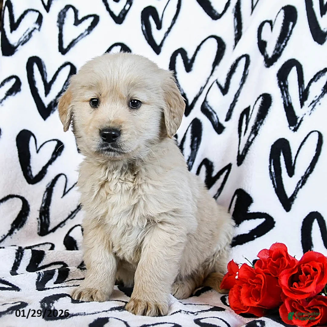 Golden Retriever dogs for sale: Lux - Ad 1