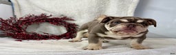 English Bulldog dogs for sale: Skye - Ad 2