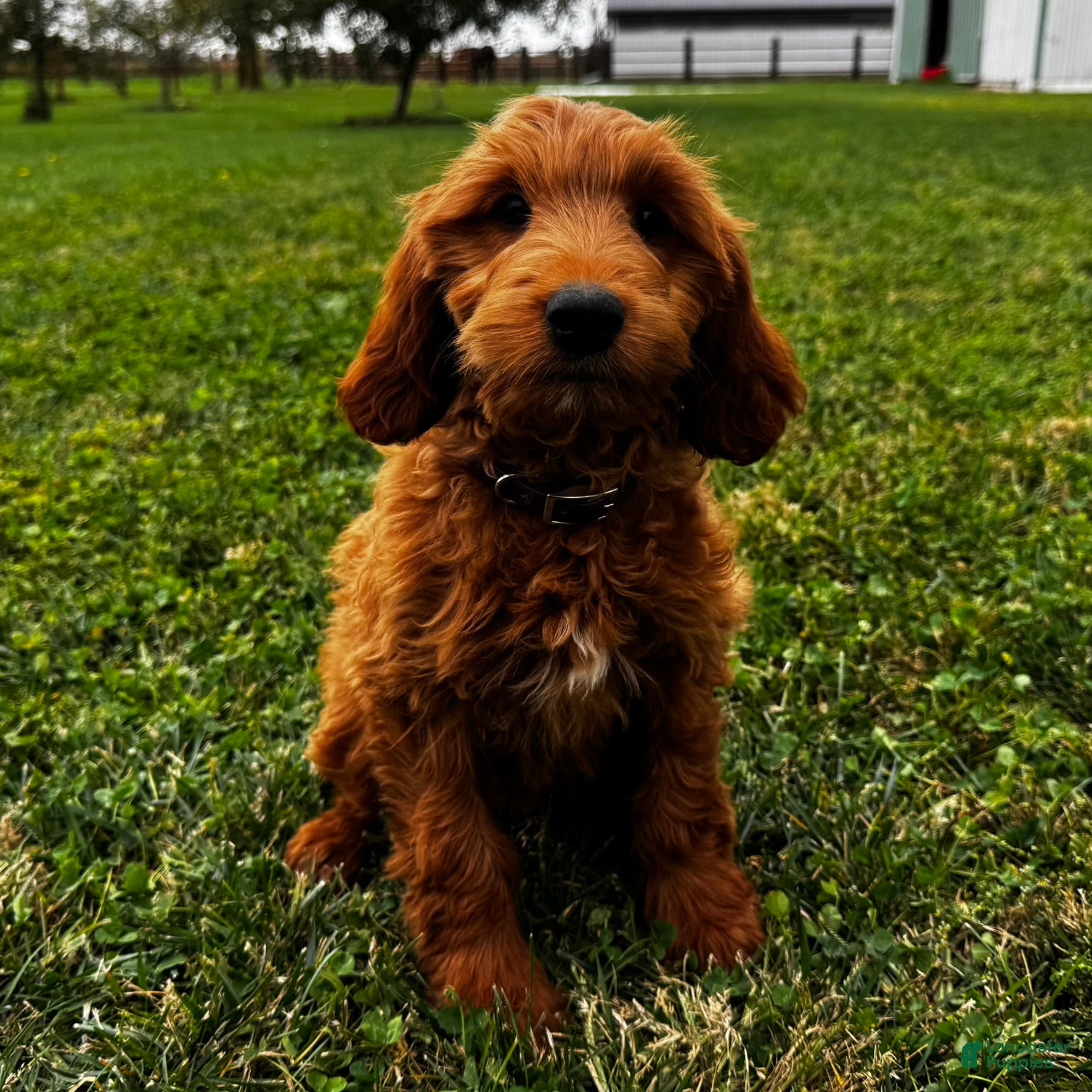 Mixed Breed dogs for sale: Cinnamon - Ad 2