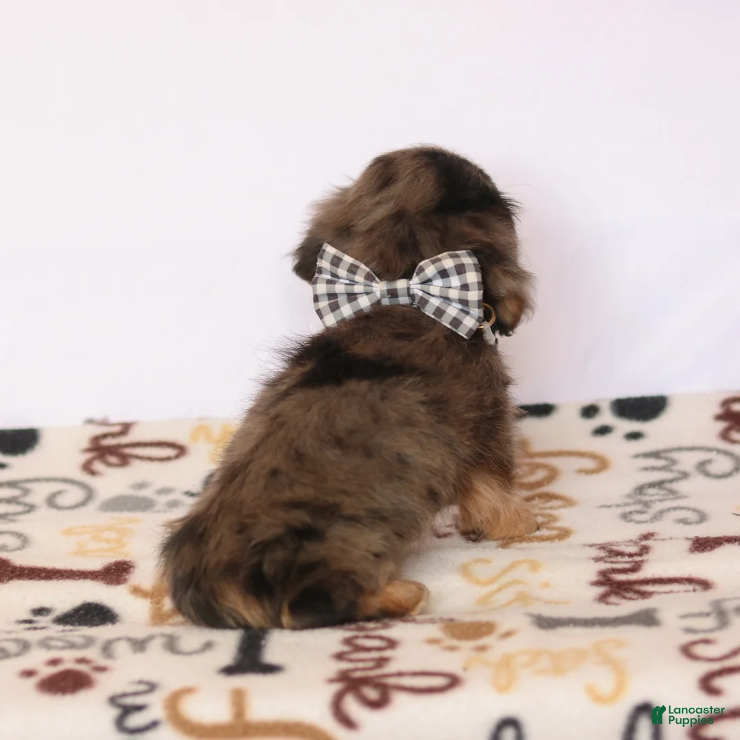 Miniature Dachshund dogs for sale: Miniature Dachshund Puppy 1 - Ad 6