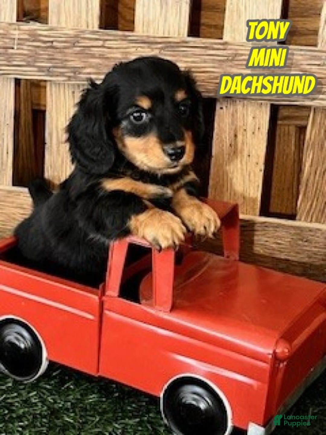 Miniature Dachshund dogs for sale: Tony - Ad 1