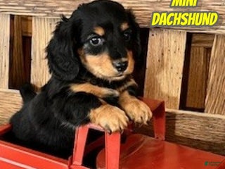 Miniature Dachshund dogs Tony - Ad 26