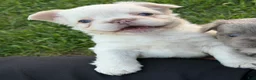 French Bulldog dogs for sale: French Bulldog Puppy 2 - Ad 1