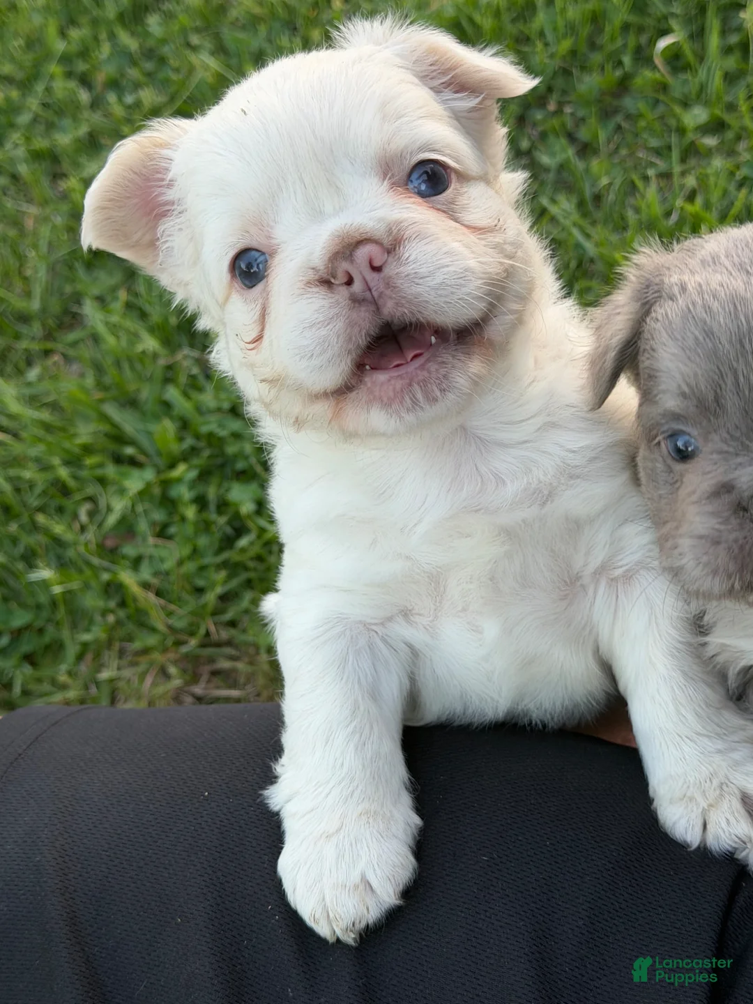 French Bulldog dogs for sale: French Bulldog Puppy 2 - Ad 1