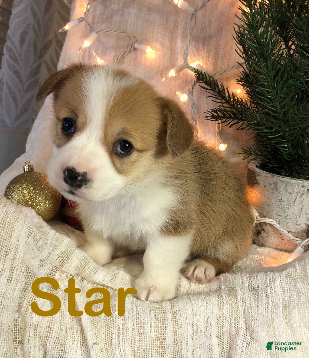 Welsh Corgi Pembroke dogs for sale: Star - Ad 2
