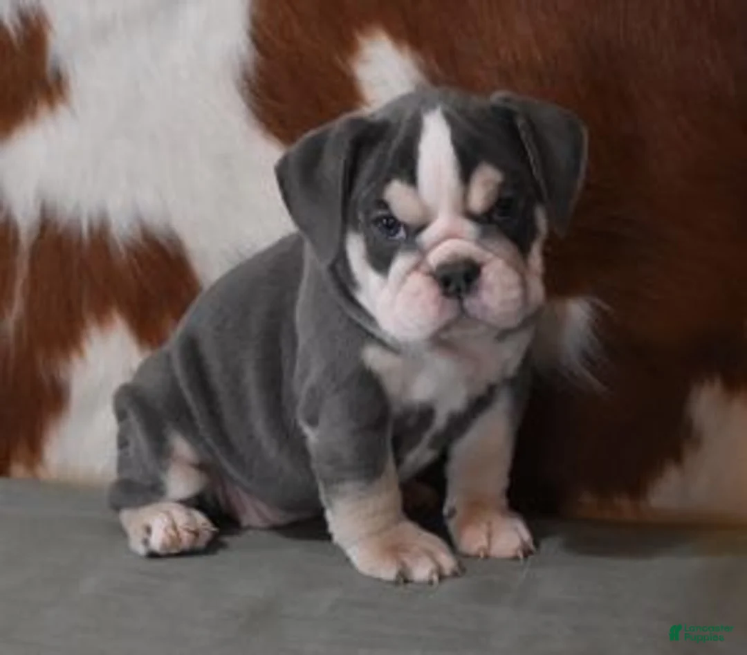 English Bulldog dogs for sale: BESS, BLUE TRI FEMALE - Ad 6