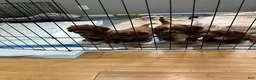 Cavapoo dogs for sale: Theo  - Ad 2