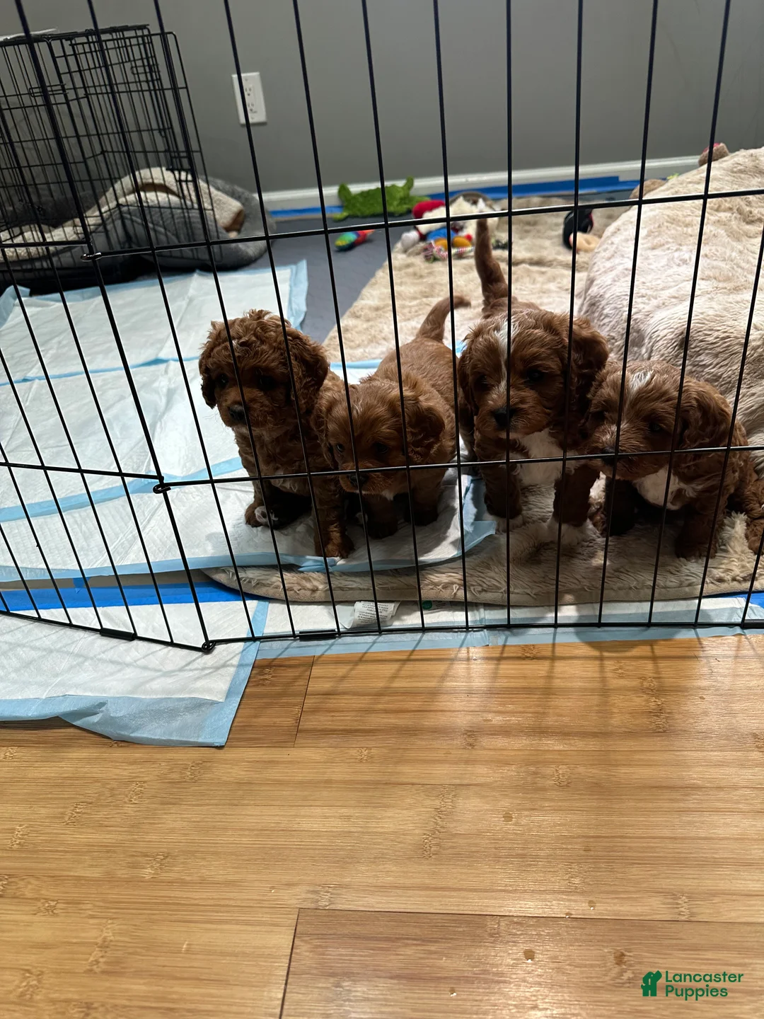 Cavapoo dogs for sale: Theo  - Ad 2