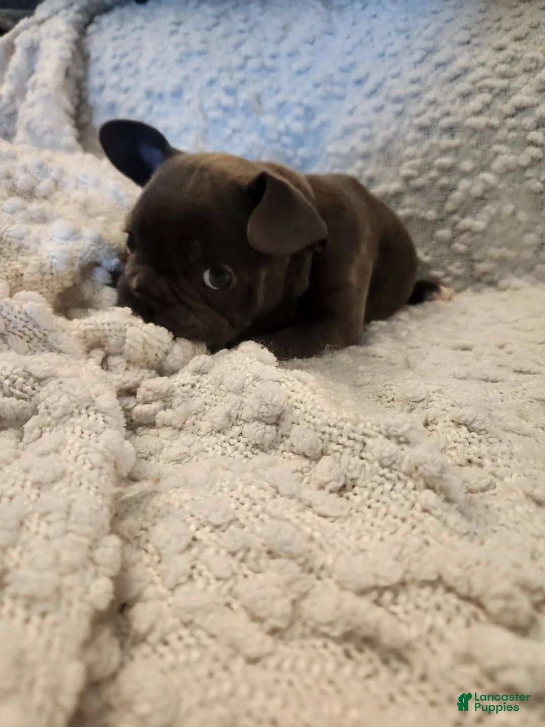 Frenchton dogs for sale: Pugsley  - Ad 1