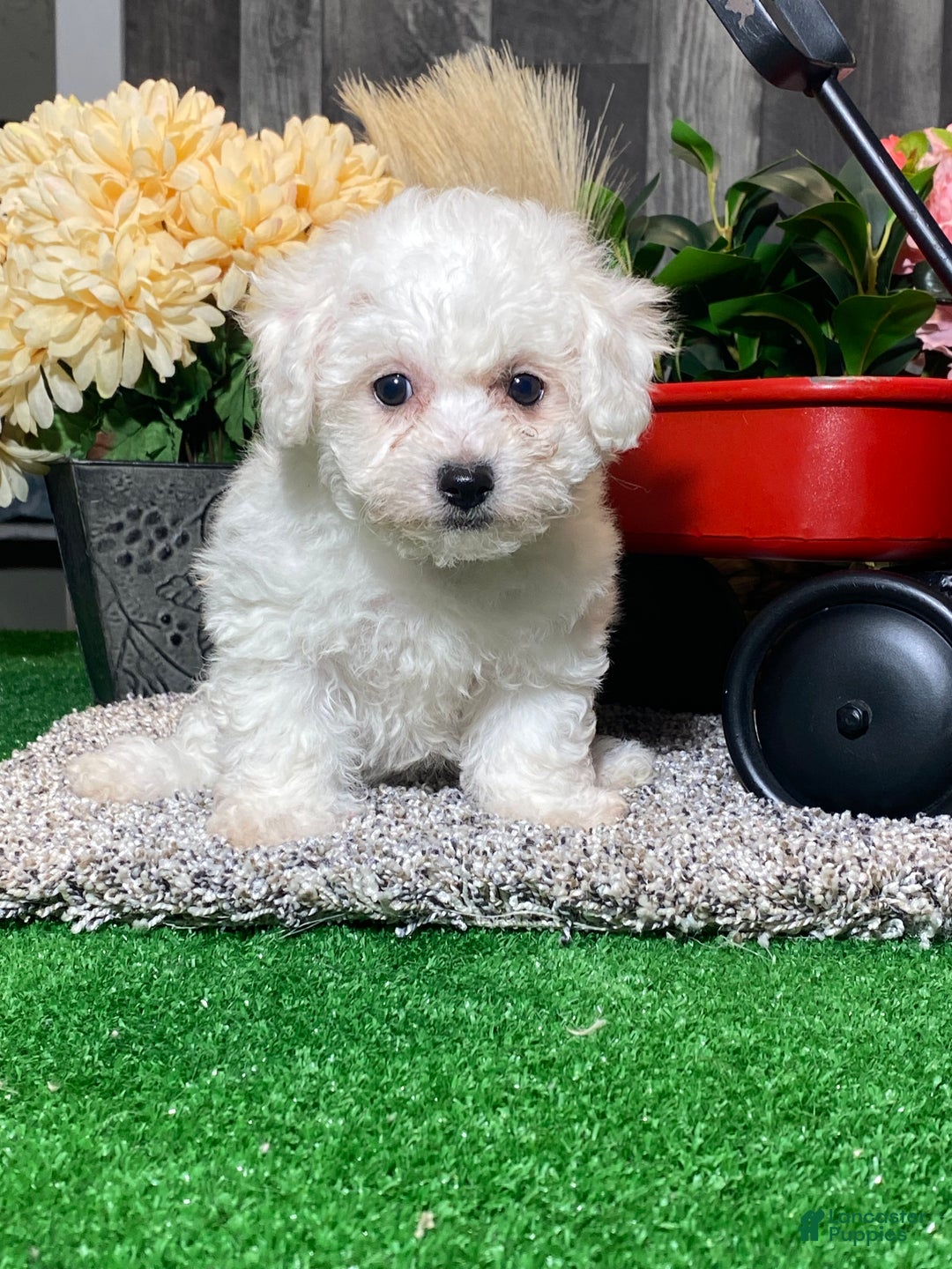 Bichon Frise dogs for sale: Bonnie - Ad 2