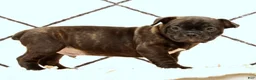 Frenchton dogs for sale: Jip - Ad 5