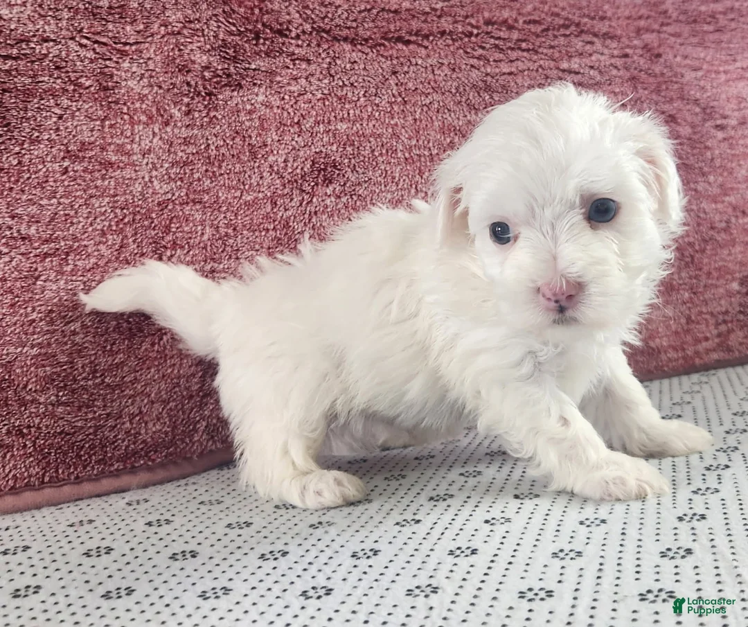 Maltipoo dogs for sale: Griffin - Ad 1