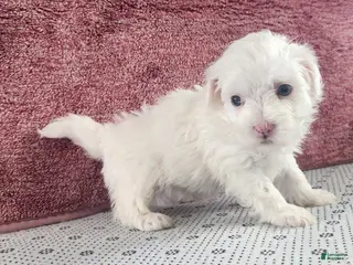 Maltipoo dogs for sale: Griffin - Ad 1