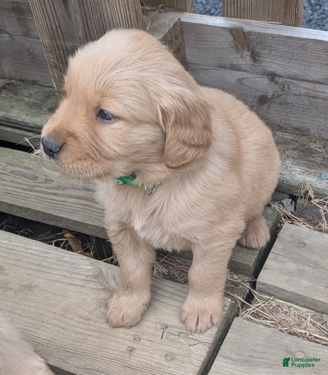 Golden Retriever dogs for sale: Finn - Ad 9