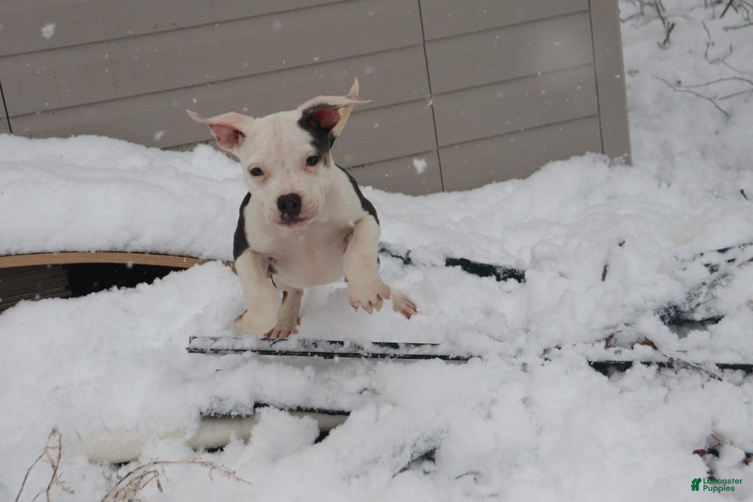 American Bully dogs for sale: Riley - Ad 2