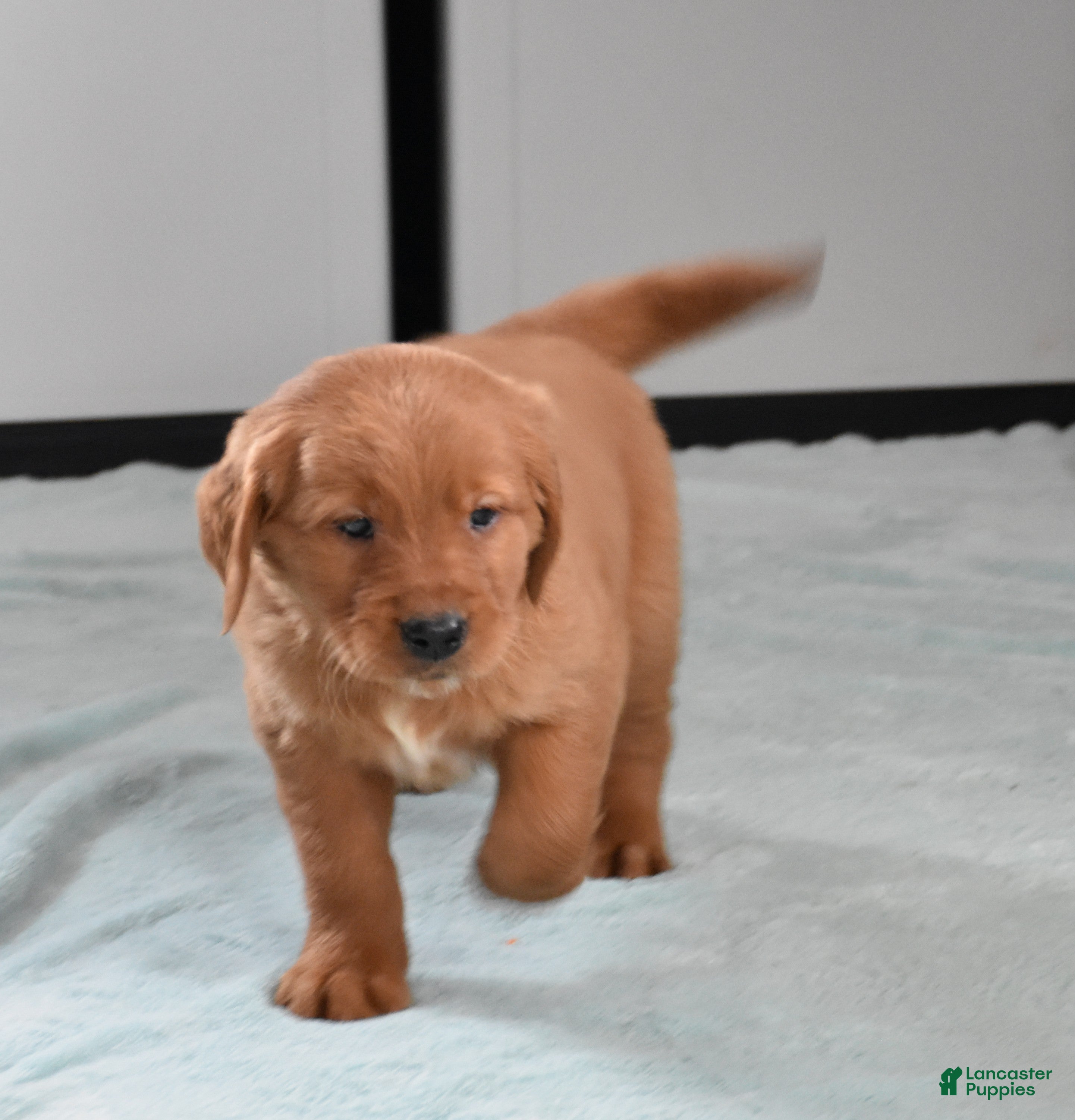 Golden Retriever dogs Walter    Genetic/OFA - Ad 2