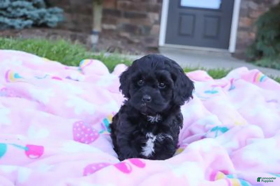 Cavapoo dogs for sale: Randall - Ad 2