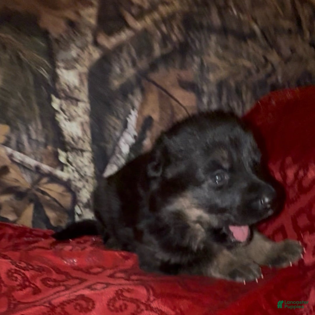 German Shepherd dogs for sale: SUPA - Ad 14