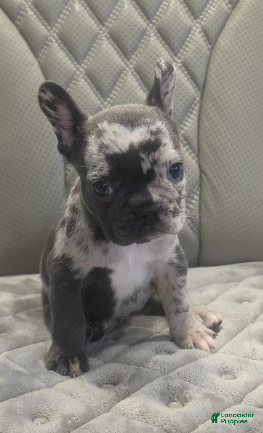 French Bulldog dogs for sale: French Bulldog 3 - Ad 2