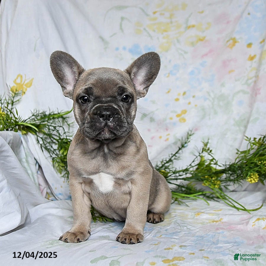 French Bulldog dogs Annie - Ad 16