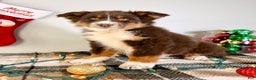 Australian Shepherd dogs for sale: Andy - Ad 2