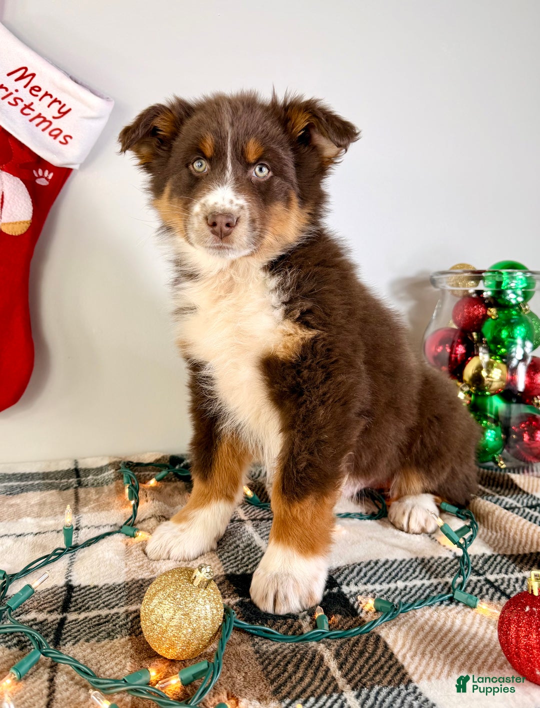 Australian Shepherd dogs for sale: Andy - Ad 2