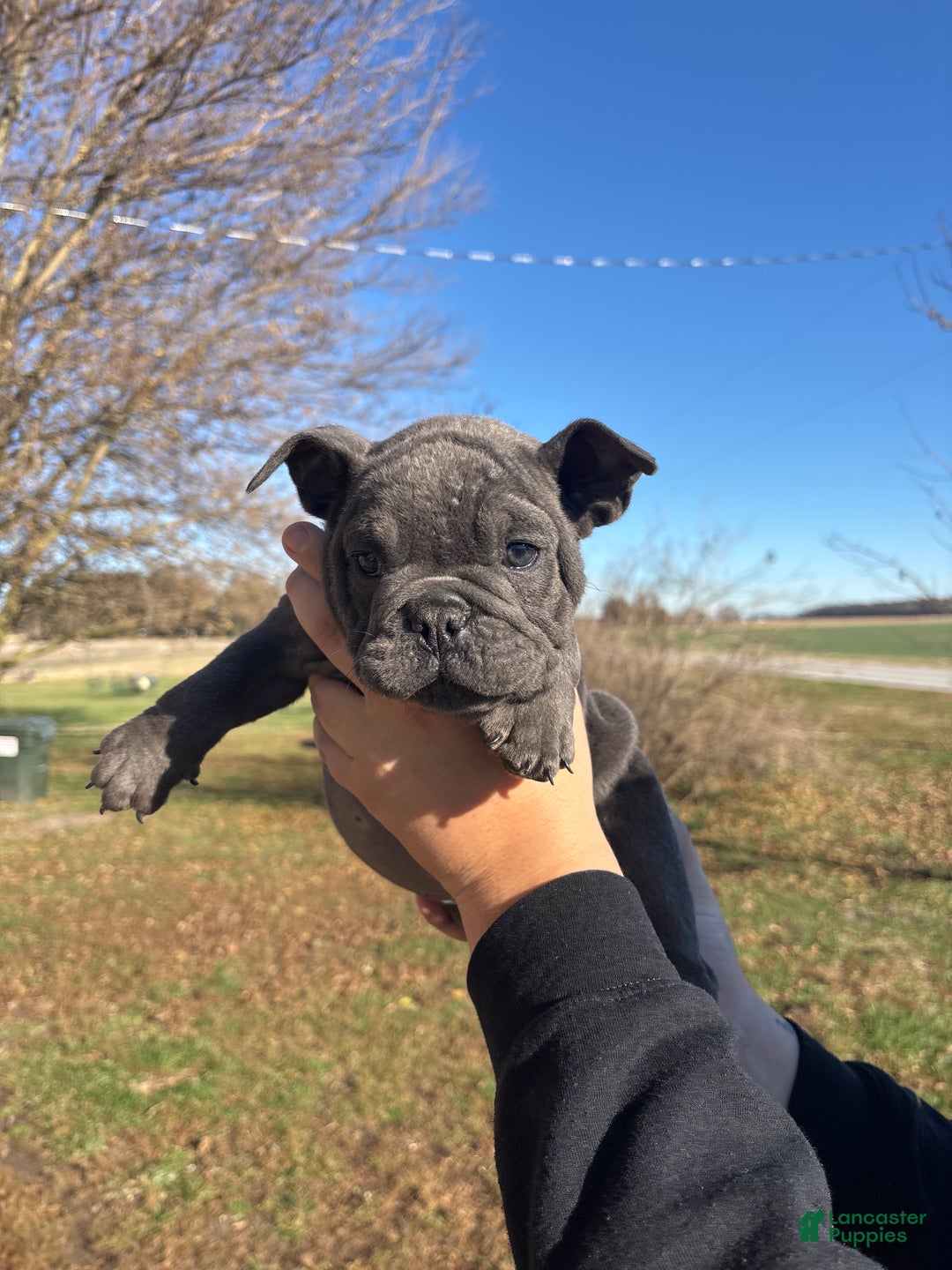 English Bulldog dogs for sale: Lucy - Ad 1