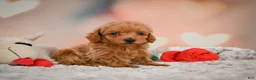 Toy Poodle dogs for sale: Joey - Ad 3