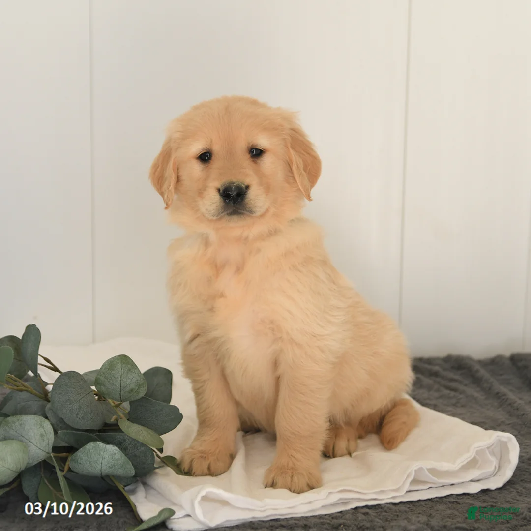 Golden Retriever dogs for sale: Mason - Ad 2