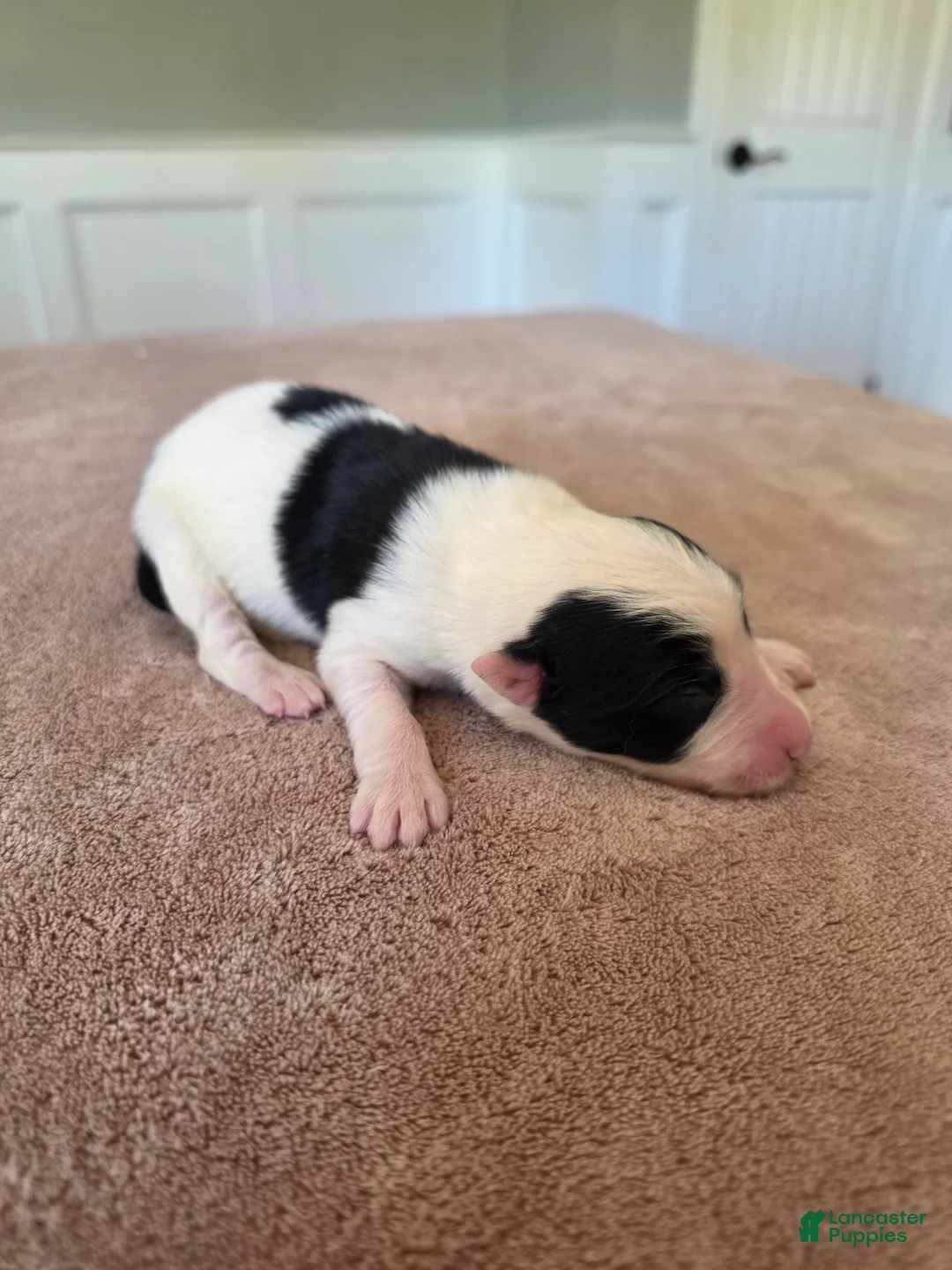 Border Collie dogs for sale: Goldie - Ad 2