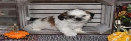 Shih Tzu dogs for sale: Donny - Ad 7