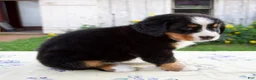 Bernese Mountain Dog dogs for sale: Samantha - Ad 6