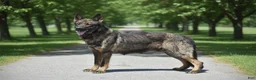 German Shepherd dogs for sale: Holly - Ad 4