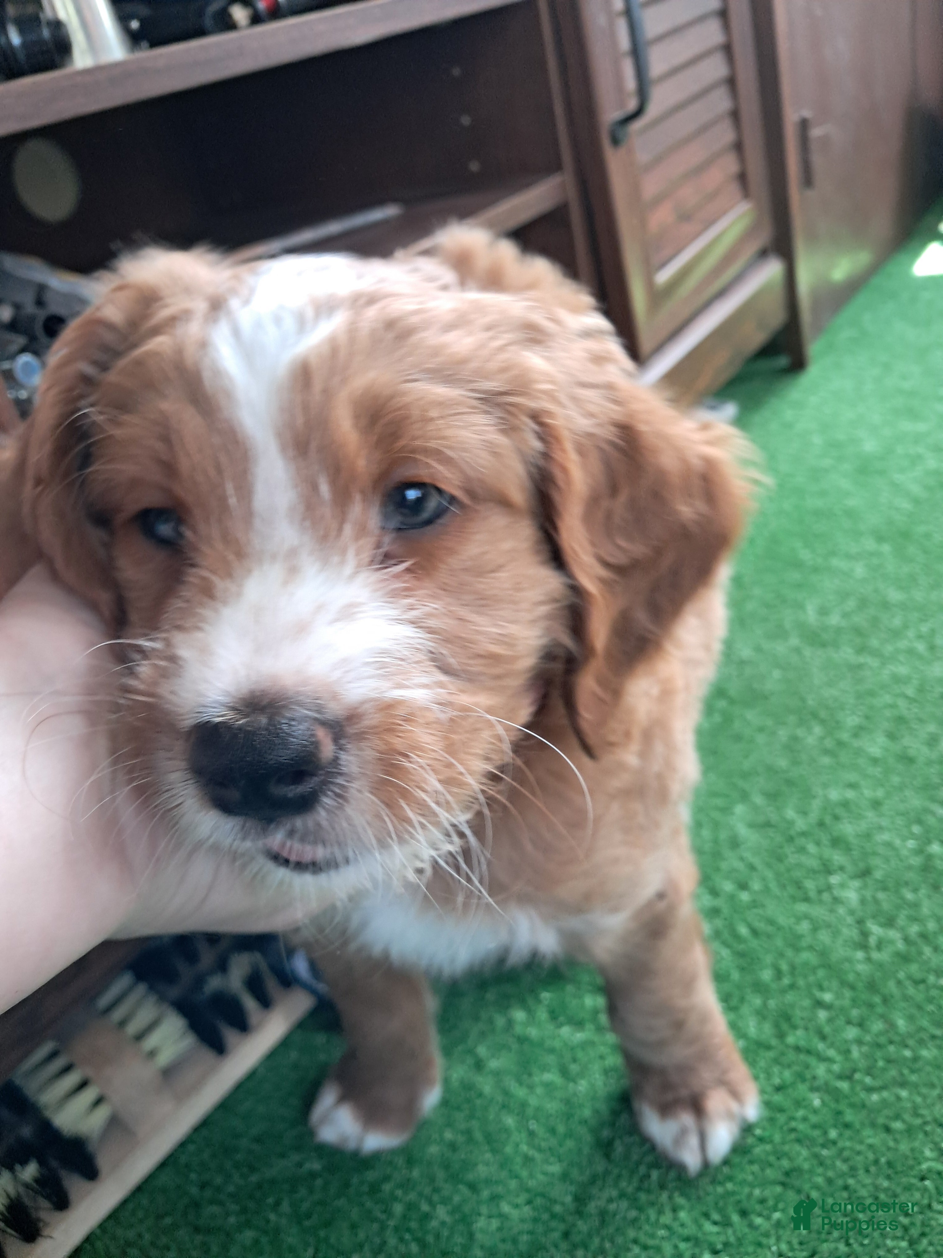 Double Doodle dogs Samson - Ad 2