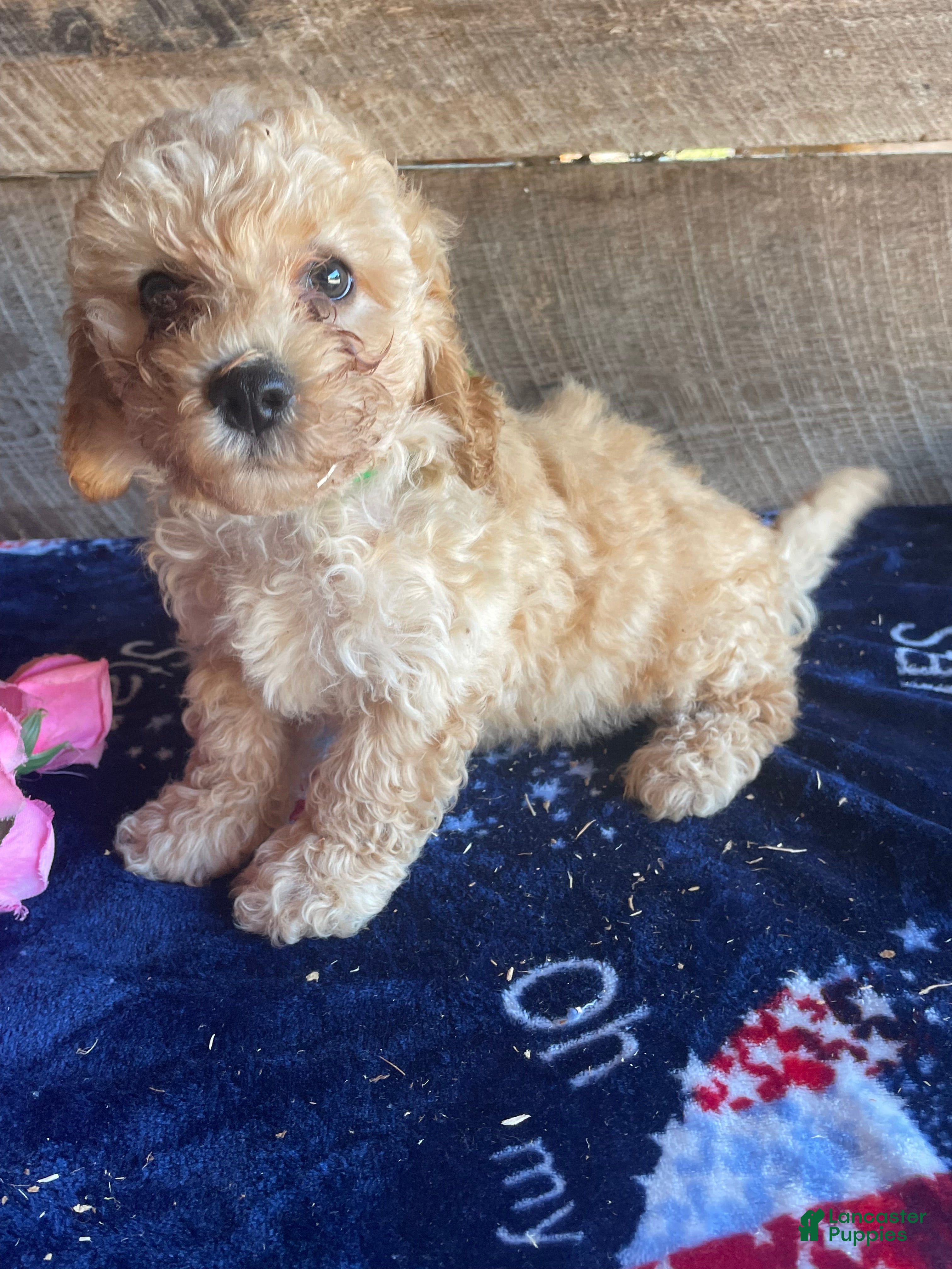 Cavapoochon dogs Theo - Ad 12