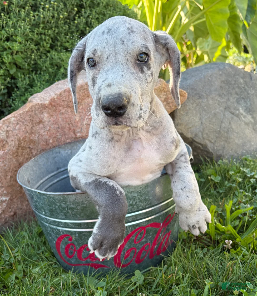 Great Dane dogs for sale: Emmett - Ad 1