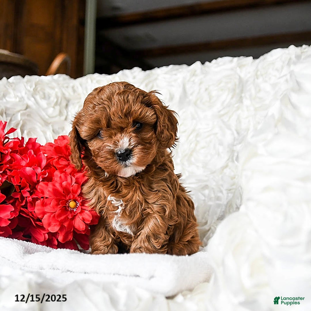 Cavapoo dogs for sale: Holly - Ad 1