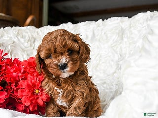 Cavapoo dogs Holly - Ad 3