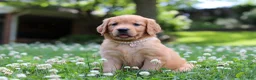 Golden Retriever dogs for sale: Willow - Ad 5