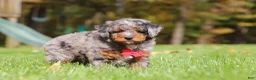 Mini Bernedoodle dogs for sale: Kelce - Ad 3