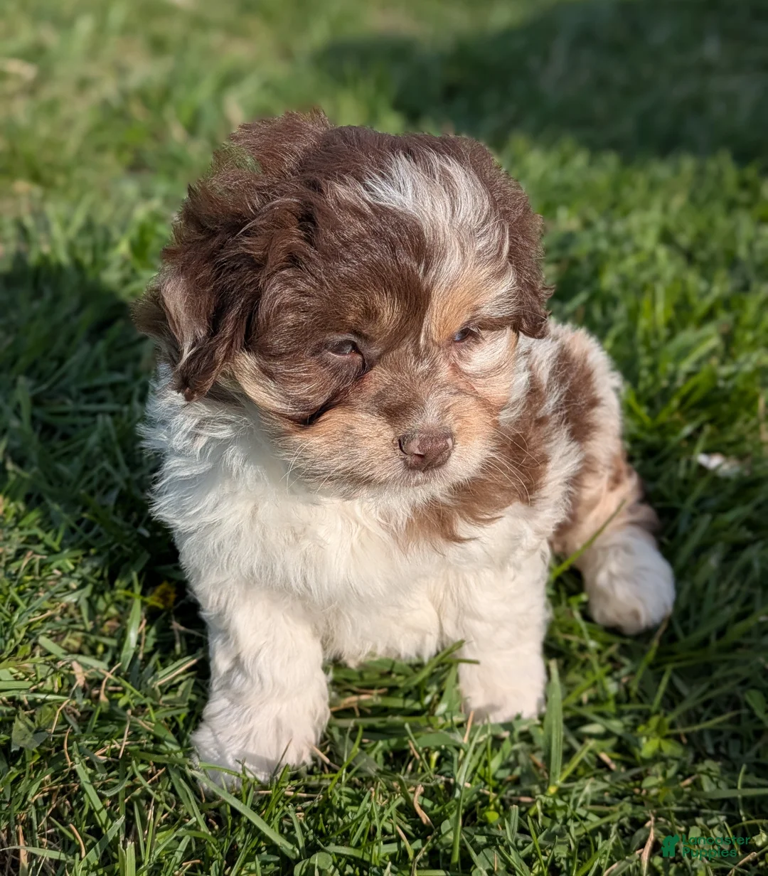 Aussiedoodle dogs for sale: Aussiedoodle Puppy 3 - Ad 2