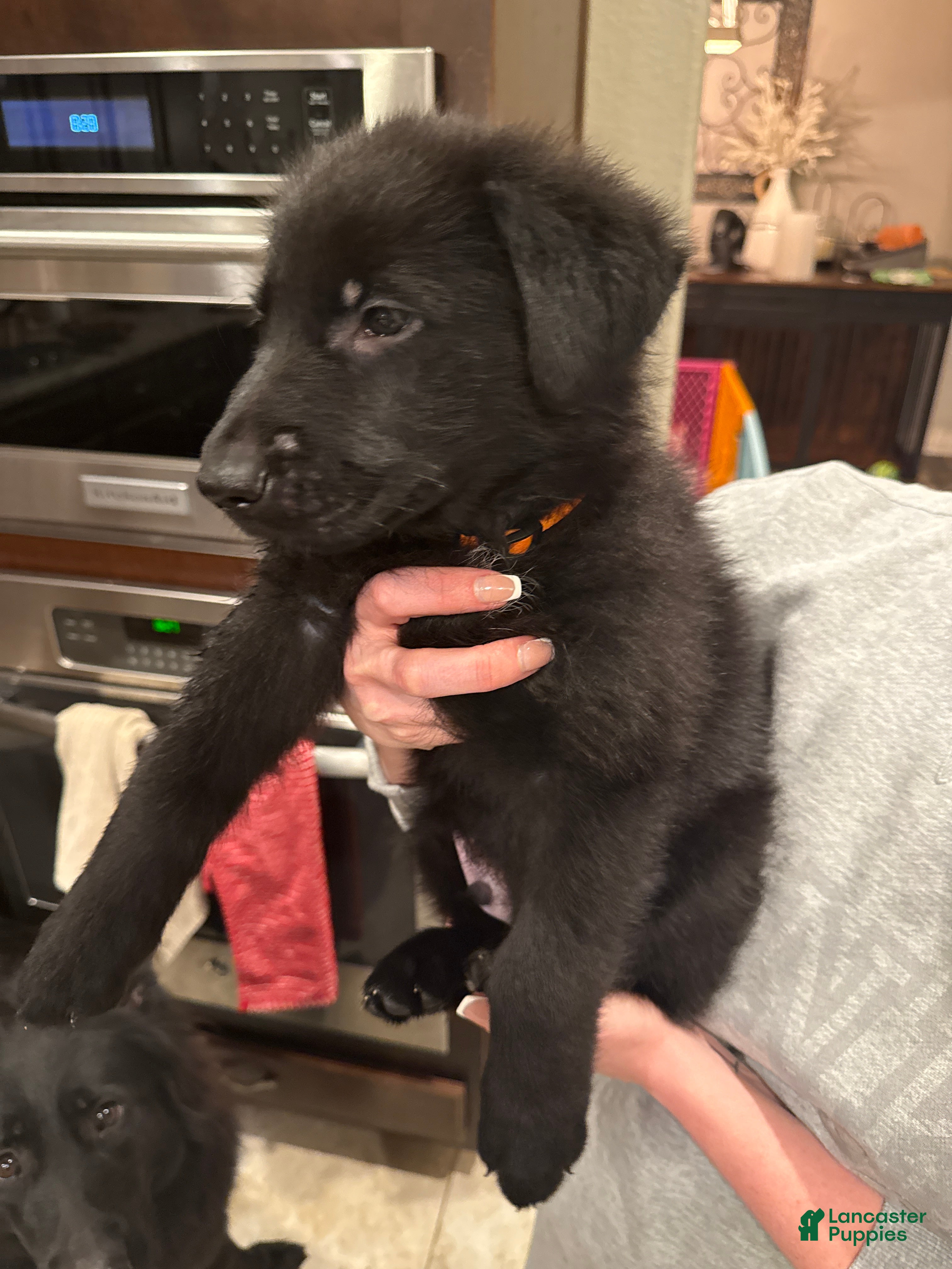 German Shepherd dogs German Shepherd Puppy 4 : Orange  - Ad 11