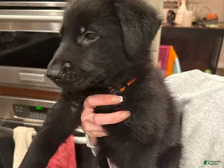 German Shepherd dogs German Shepherd Puppy 4 : Orange - Ad 11