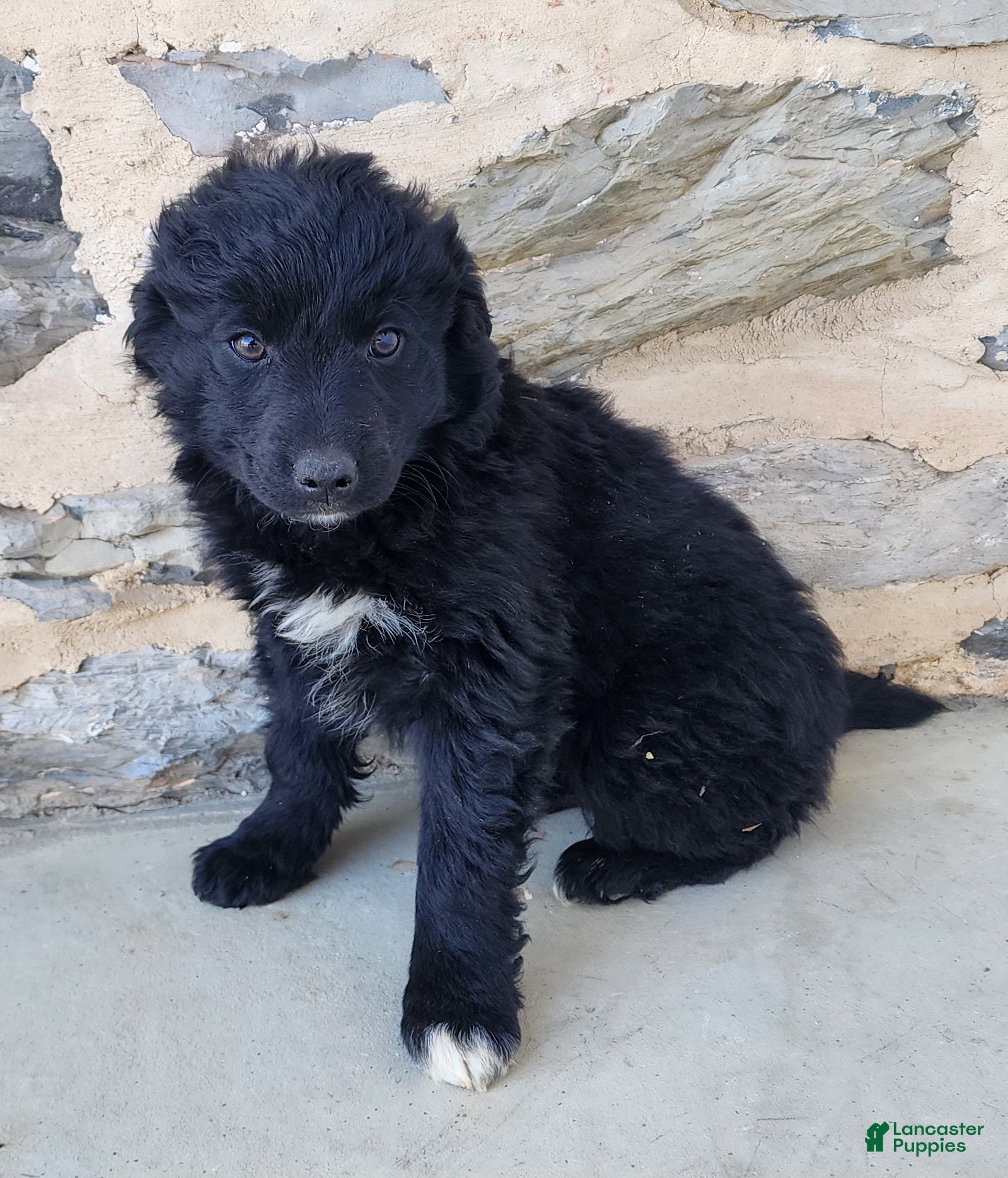 Mixed Breed dogs Mixed Breed Puppy 5 - Ad 1