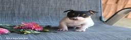 Toy Fox Terrier dogs for sale: Garth - Ad 5