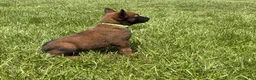Belgian Malinois dogs for sale: Houston - Ad 2