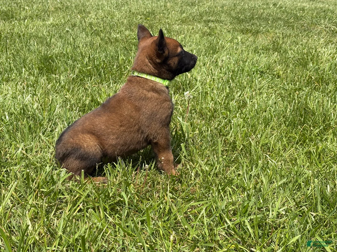 Belgian Malinois dogs for sale: Houston - Ad 2