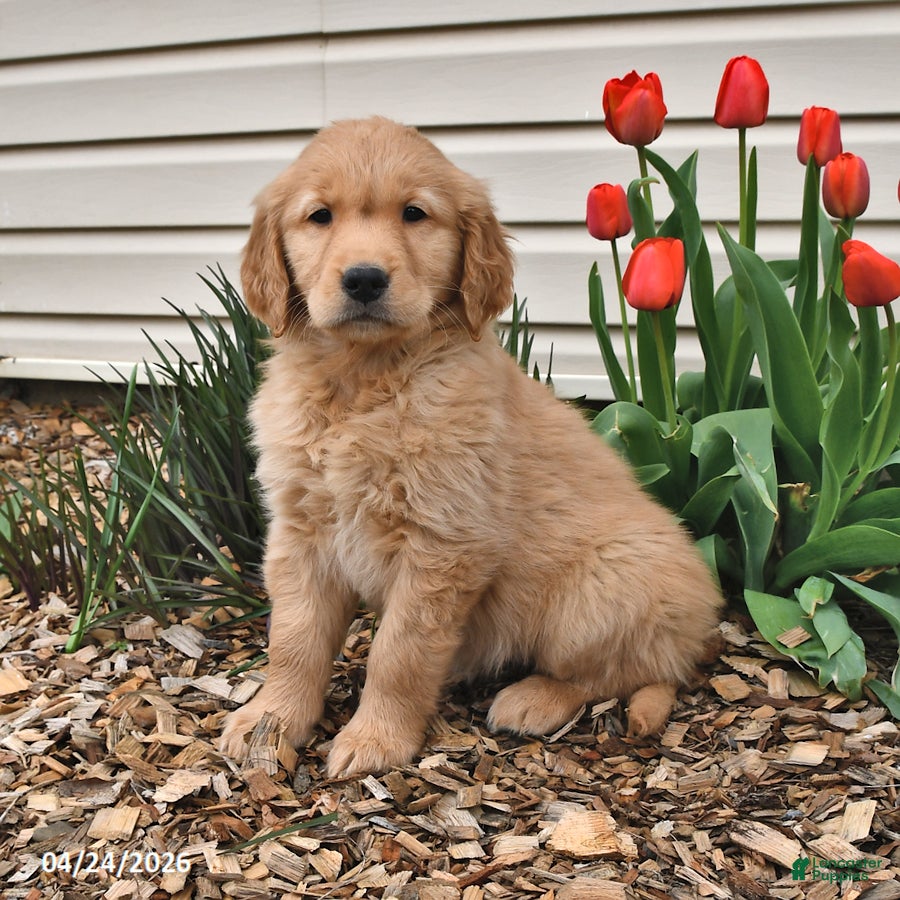Golden Retriever dogs Missie - Ad 1