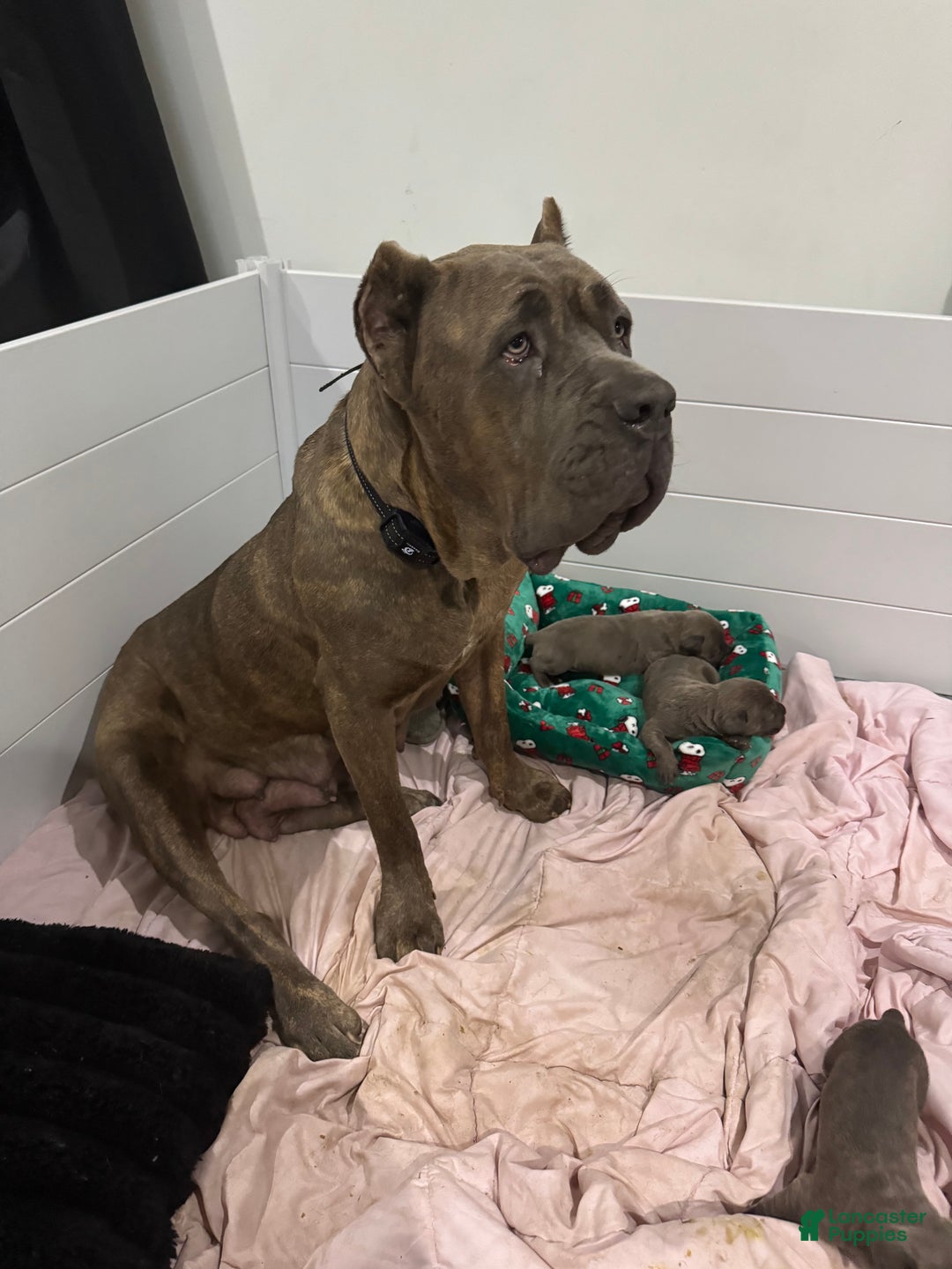 Cane Corso dogs for sale: Big boy  - Ad 5