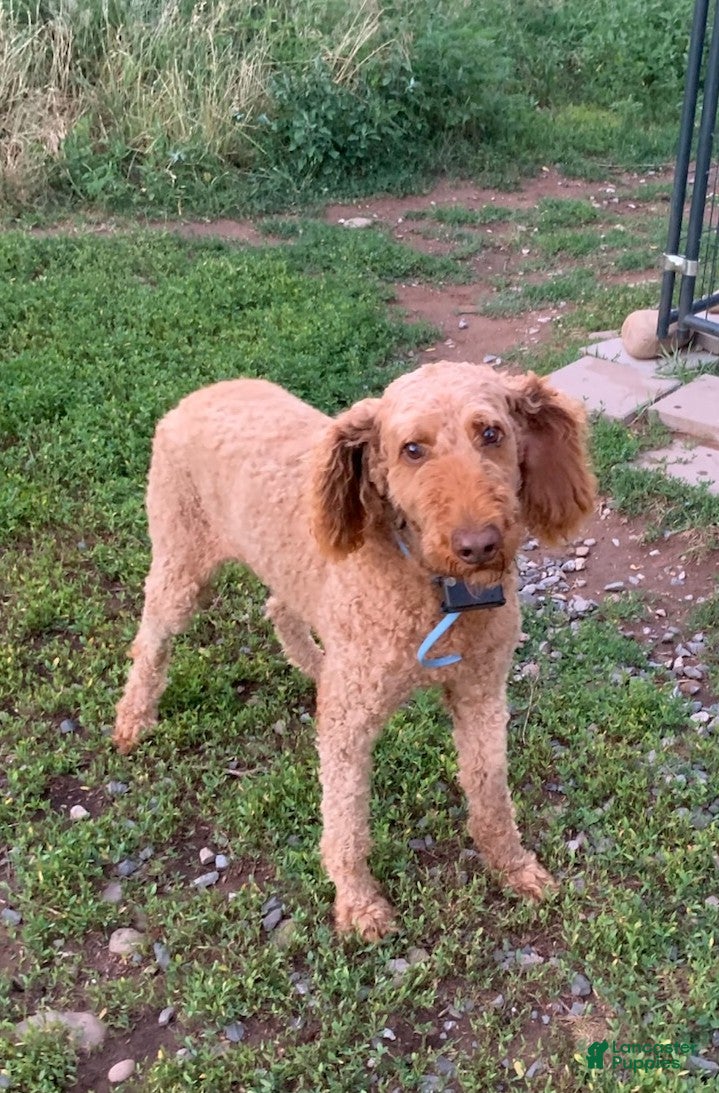 Standard Poodle dogs Maverick - Ad 19